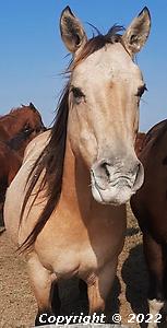 Rocking Horse Fly's Dream Loading...